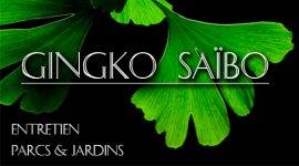 GINGKO SAIBO PAYSAGE