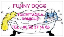 CHATTERIE DU PALAIS DE JADE - FUNNY DOGS TOILETTAGAE A DOMICILE