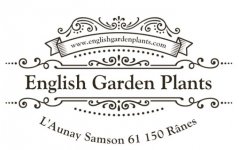ENGLISH GARDEN PLANTS