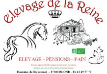 ELEVAGE DE LA REINE