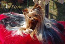 LE MAZEROUX DE LA SOURCE DOREE