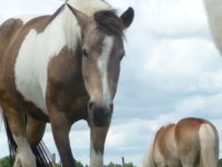 PONEY CLUB DE LAUNATH'