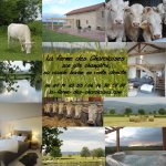 LA FERME DES CHAROLAISES