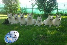 LES PETITES PATTES BLANCHES