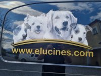 ELEVAGE DES ELUCINES