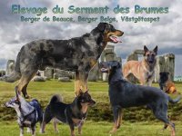 ELEVAGE DU SERMENT DES BRUMES