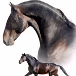 LES ECURIES DE LA PIERRE GRISE