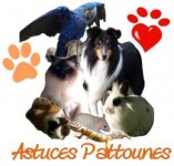 ASTUCES PATTOUNES