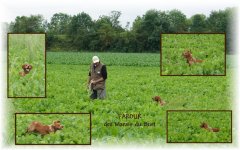 Elevage De Chiens Ille Et Vilaine Mairiecom