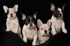 ELEVAGE DE LA VALLEE DE PISSEVIN