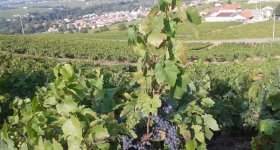 SARL OUVRIER DU VERRE