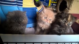 ELEVAGE DE CHANDERNAGOR