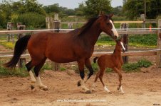 CENTRE EQUESTRE LE MARAIS EN SELLE