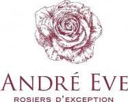 LES ROSES ANCIENNES ANDRE EVE