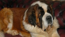 LES SAINT BERNARD DE LA VALLEE DE L'HOGMIAU