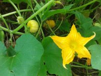 NATURE ET DES COURGETTES