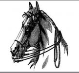 C.S.A CHEVAUX SANS ABRI