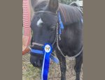Photo PONEY CLUB ET CENTRE EQUESTRE DES MESNULS