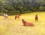 Photo TOURNON AUTOUR DU CHEVAL A TOURNON D'AGENAIS