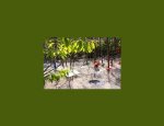 MONKEY FOREST AVENTURES & LOISIRS