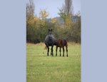 Photo HARAS DES COTES