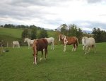 Photo FERME EQUESTRE ET PEDAGOGIQUE