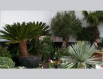 Photo PEPINIERES PAYSAGISTE GILLARDEAU PLANTES IMPORT