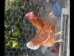 Photo LA FERME DE LA PICH