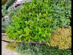 BOIS FLEURI