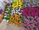 BOIS FLEURI