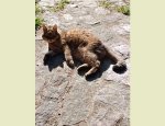 Photo AU BONHEUR DES FIDELES COMPAGNONS