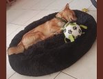 Photo AU BONHEUR DES FIDELES COMPAGNONS