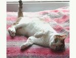 Photo AU BONHEUR DES FIDELES COMPAGNONS