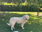 AU BONHEUR DES FIDELES COMPAGNONS