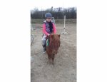 Photo CENTRE EQUESTRE D'AUQUAINVILLE