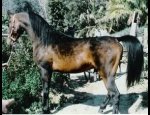 Photo KOHEILAND ARABIANS EIRL