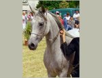 Photo KOHEILAND ARABIANS EIRL