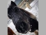 Photo CENTRE EQUESTRE DE FONT ROMEU