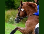 Photo CENTRE EQUESTRE DE FONT ROMEU