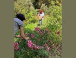 Photo STE D'HORTICULTURE ET D'ARBORICULTURE DES BOUC
