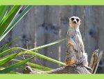 Photo EXOTICAMIS