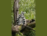 Photo EXOTICAMIS