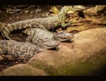 Photo EXOTICAMIS