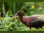 Photo EXOTICAMIS