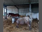 Photo ASSOC RESPECT SAUVETAGE ET RETRAITE DES CHEVAU