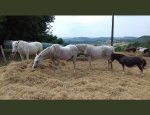 Photo ASSOC RESPECT SAUVETAGE ET RETRAITE DES CHEVAU