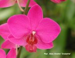 Photo ORCHIDEES DE MICHEL VACHEROT