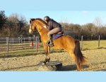 Photo CENTRE EQUESTRE EQUI-FEEL