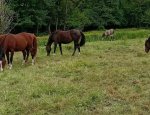 Photo C.A.S.T.E.L. CHATEAU DE LANTILLY