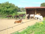 Photo CENTRE EQUESTRE LES MURETTES